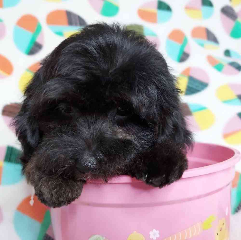 Male Dachshund-Cavalier King Charles Spaniel Puppy for sale