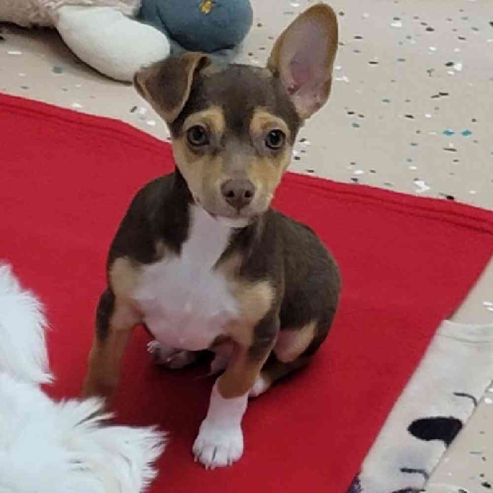Male Rat-Chi Puppy for Sale in Virginia Beach, VA