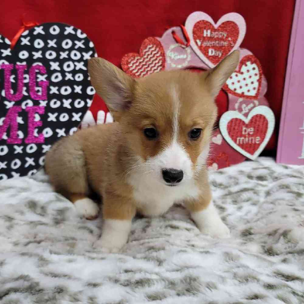 Female Pembroke Welsh Corgi Puppy for Sale in Virginia Beach, VA