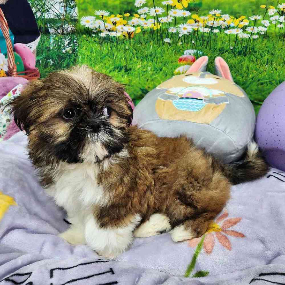 Male Shih Tzu Puppy for Sale in Virginia Beach, VA