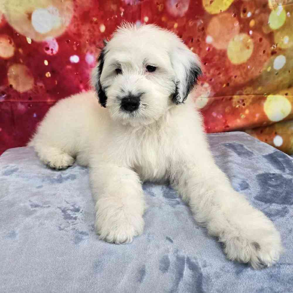 Male Portuguese Water Dog Puppy for Sale in Virginia Beach, VA