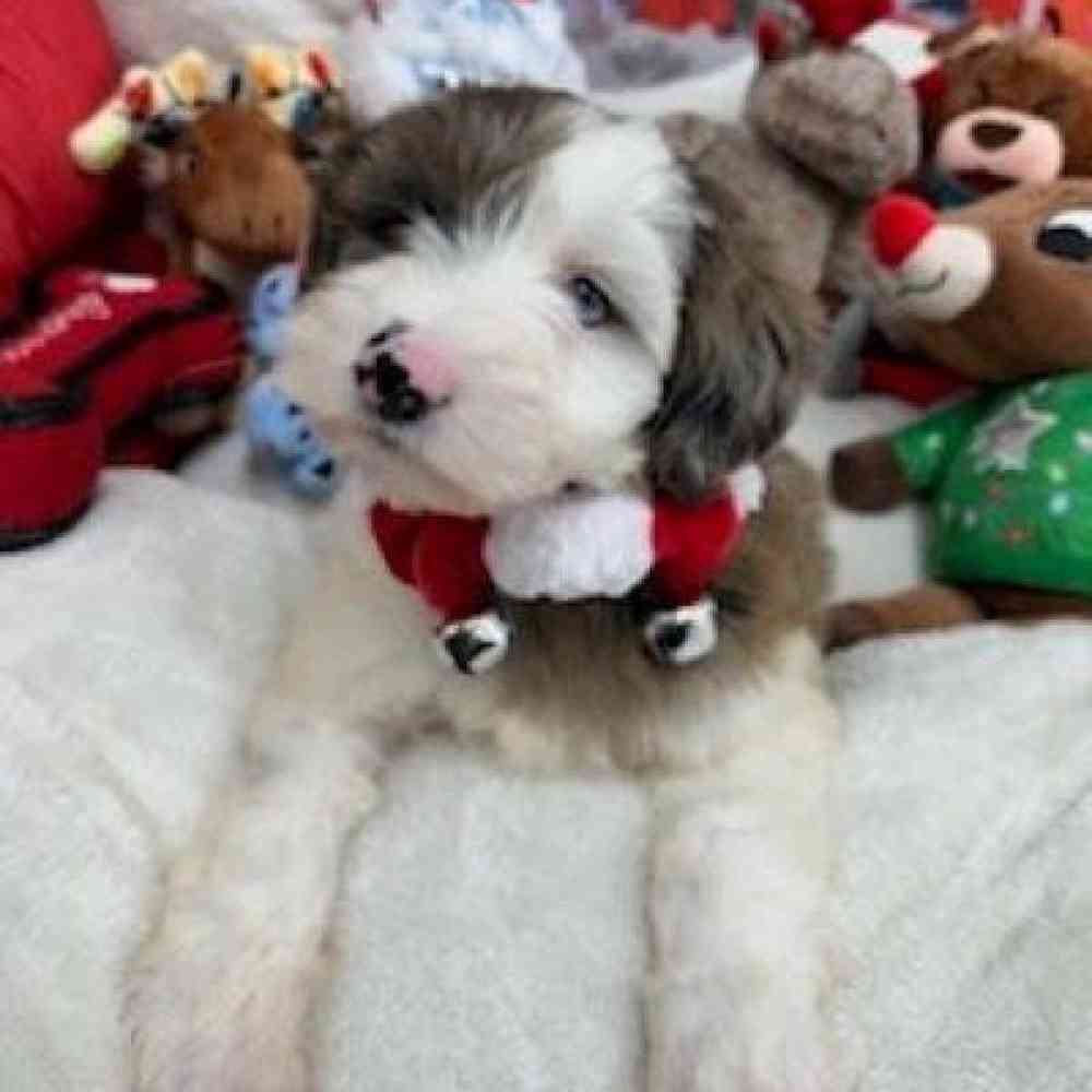 Female Mini Goldendoodle Puppy for Sale in Virginia Beach, VA