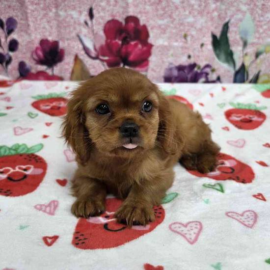 Cavalier King Charles Spaniel