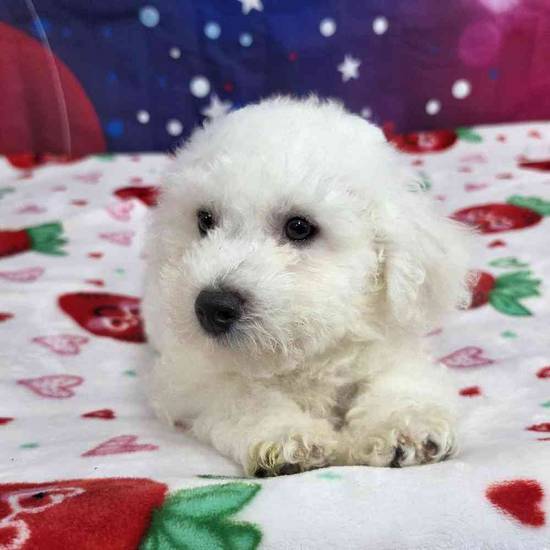 Bichon