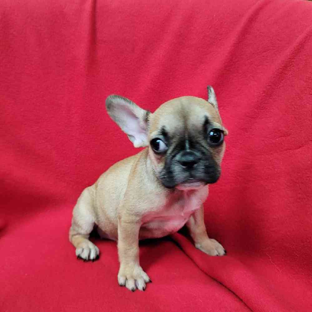 Female French Bulldog Puppy for Sale in Virginia Beach, VA