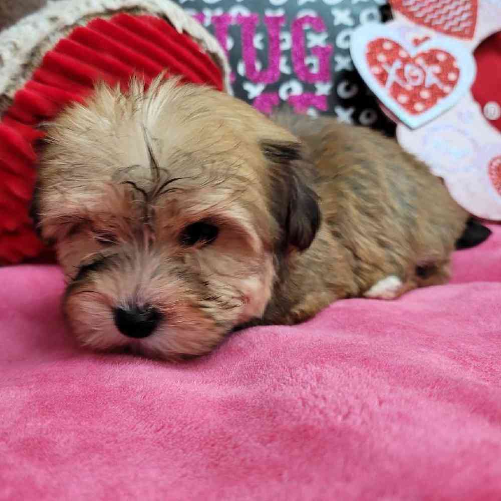 Female Yochon Puppy for Sale in Virginia Beach, VA