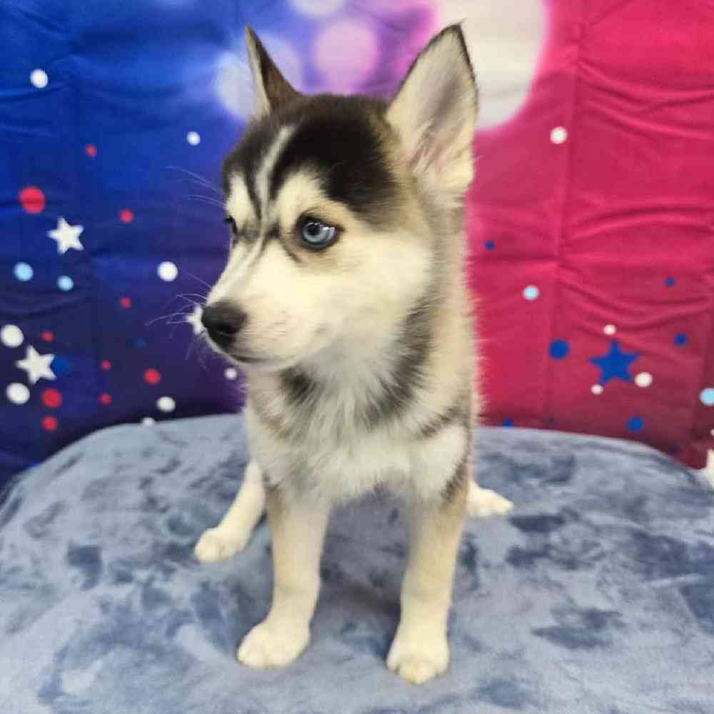 Female Pomsky Puppy for Sale in Virginia Beach, VA