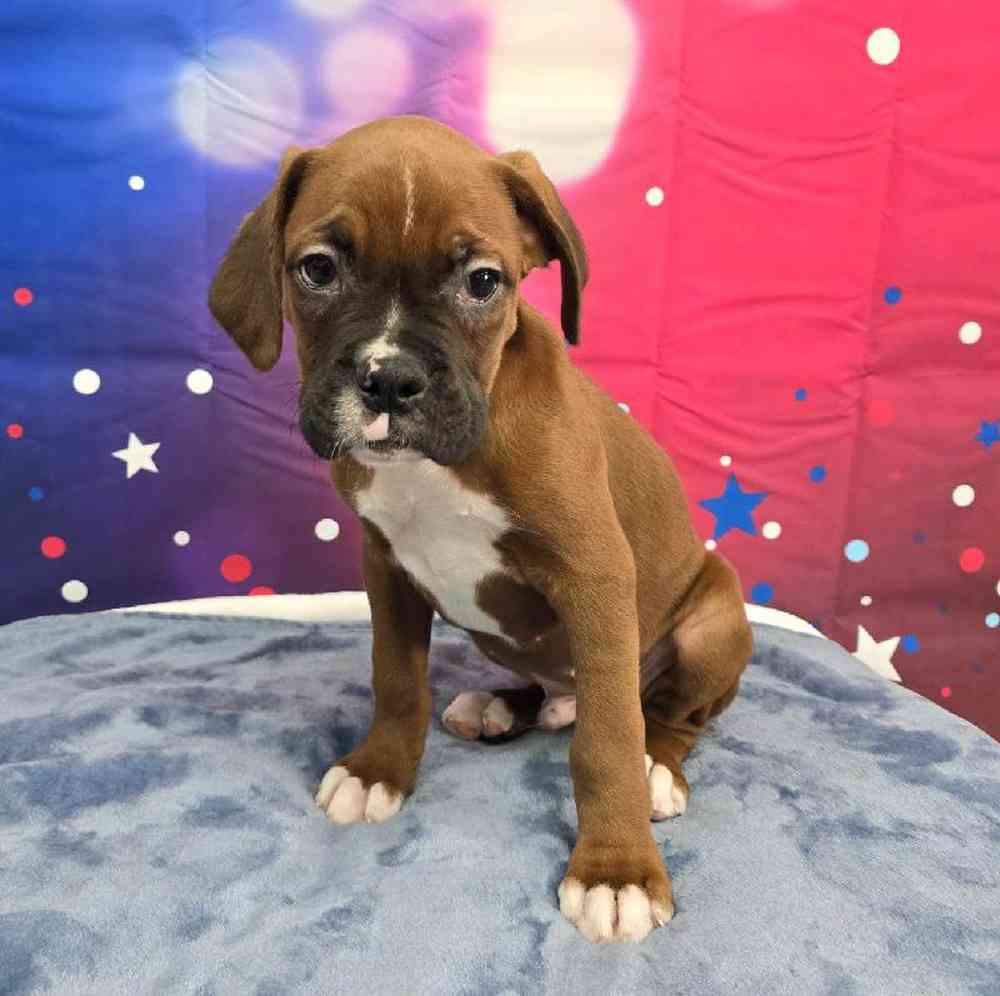 Male Boxer Puppy for Sale in Virginia Beach, VA