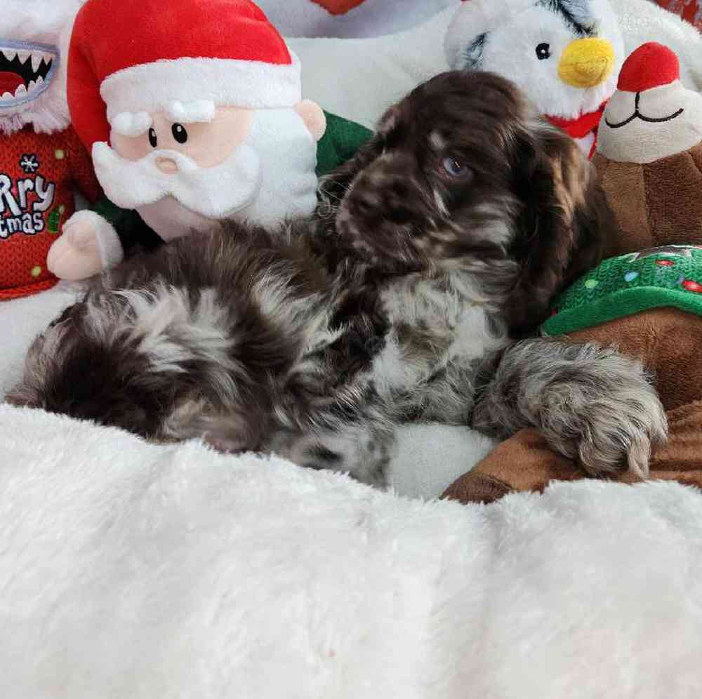 Male Cocker Spaniel Puppy for Sale in Virginia Beach, VA