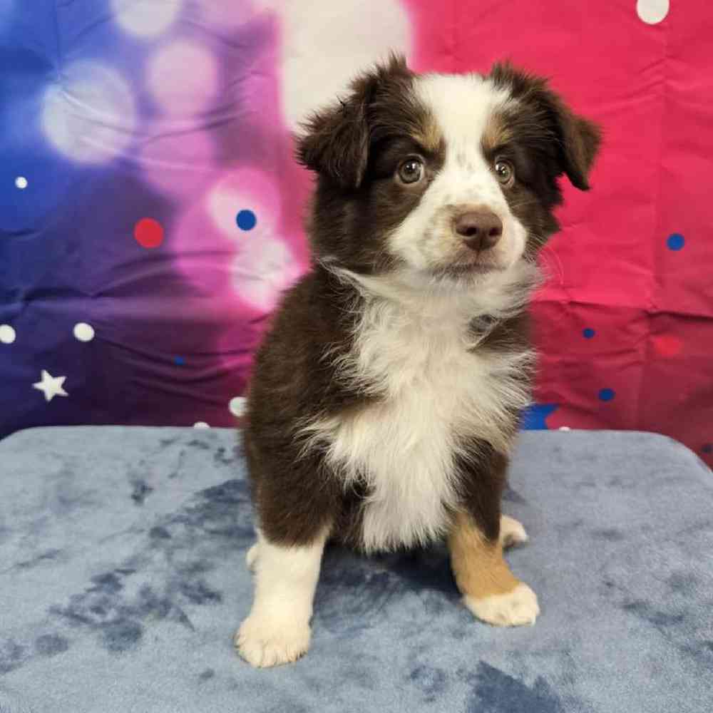 Female Mini Aussie Puppy for Sale in Virginia Beach, VA