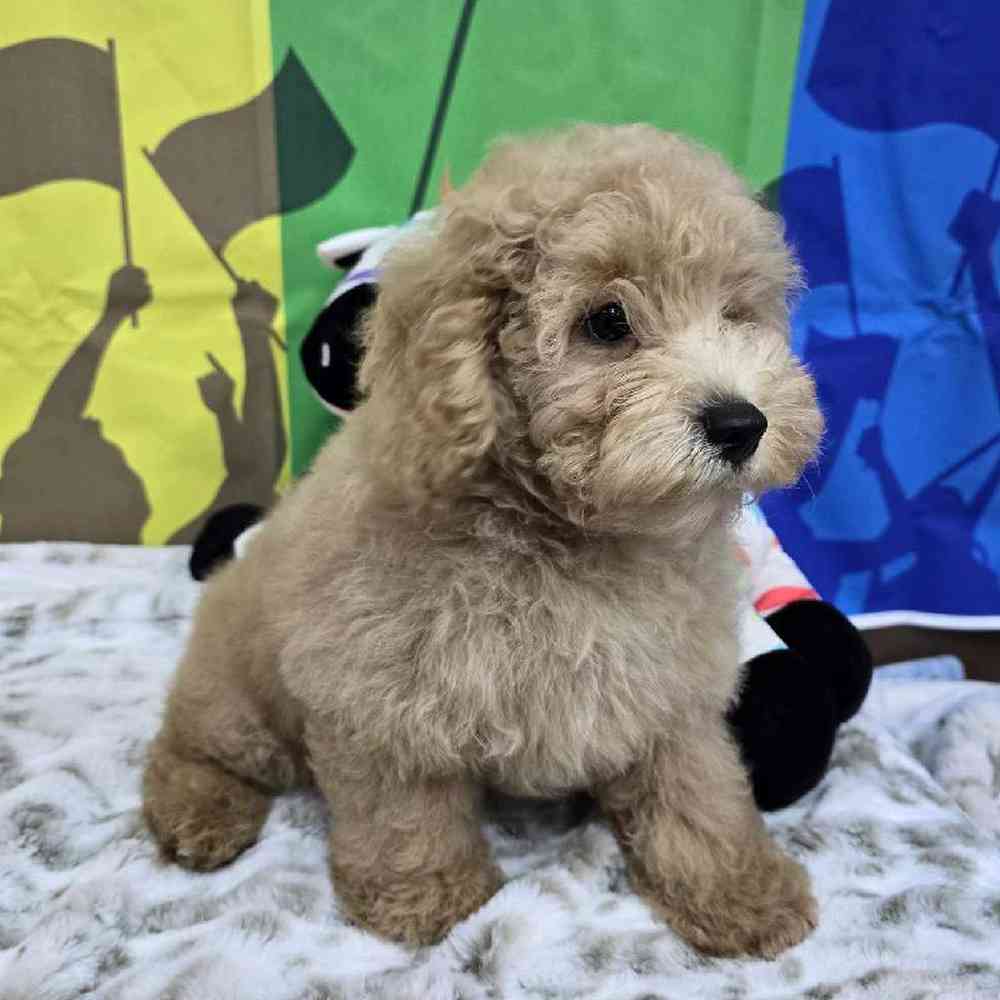 Male Mini Poodle Puppy for Sale in Virginia Beach, VA