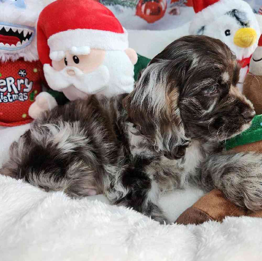 Male Cocker Spaniel Puppy for Sale in Virginia Beach, VA