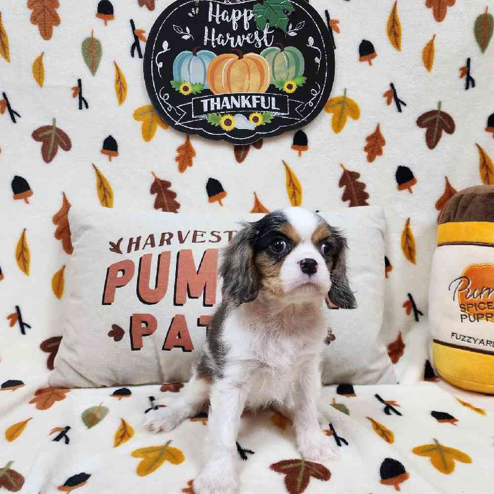 Female Cavalier King Charles Spaniel Puppy for sale