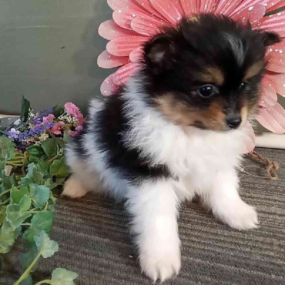 Female Pomeranian Puppy for Sale in Virginia Beach, VA