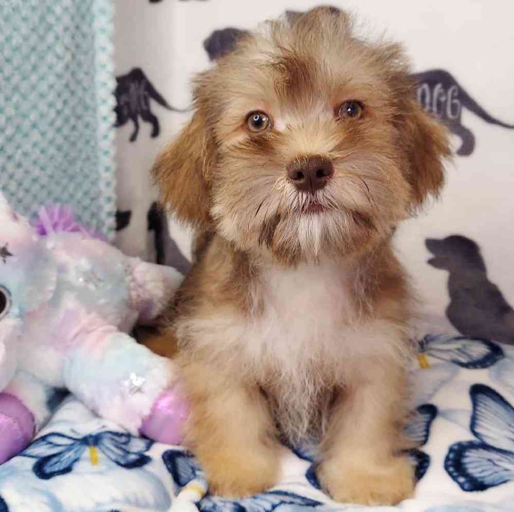 Male Shih Tzu/ Mini Schnauzer Puppy for sale