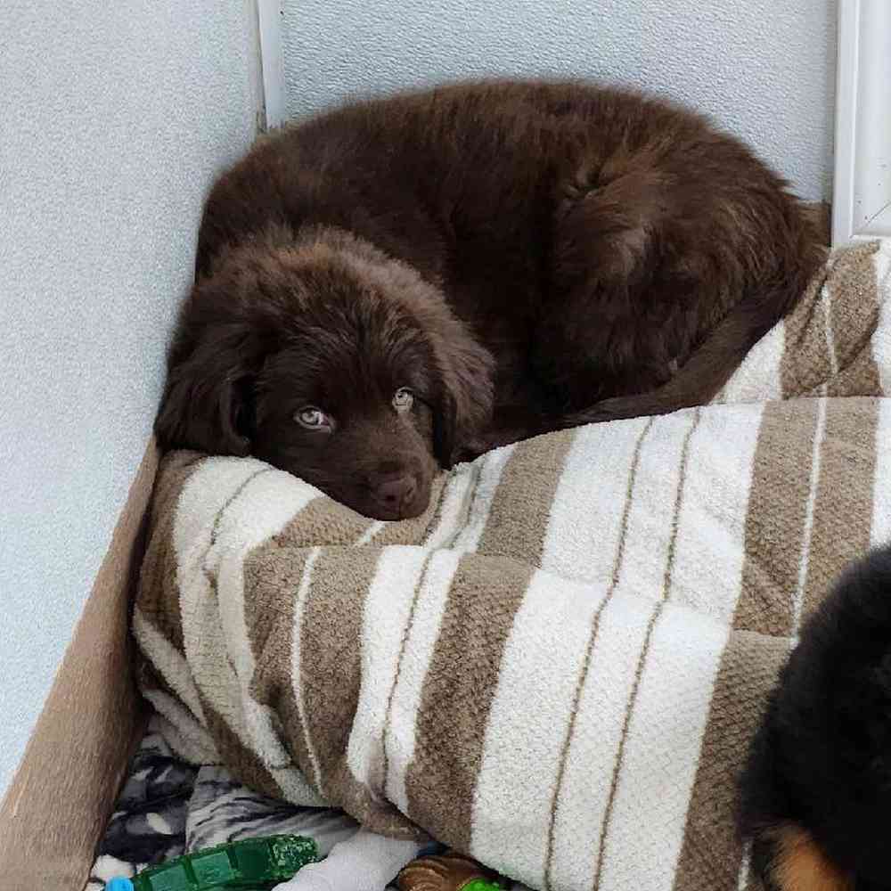 Male Newfoundland Puppy for Sale in Virginia Beach, VA