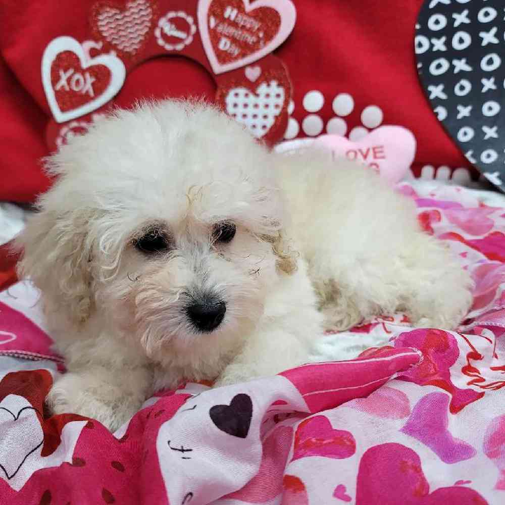 Female Mini Poodle Puppy for Sale in Virginia Beach, VA