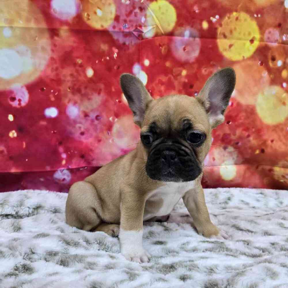 Male French Bulldog Puppy for Sale in Virginia Beach, VA