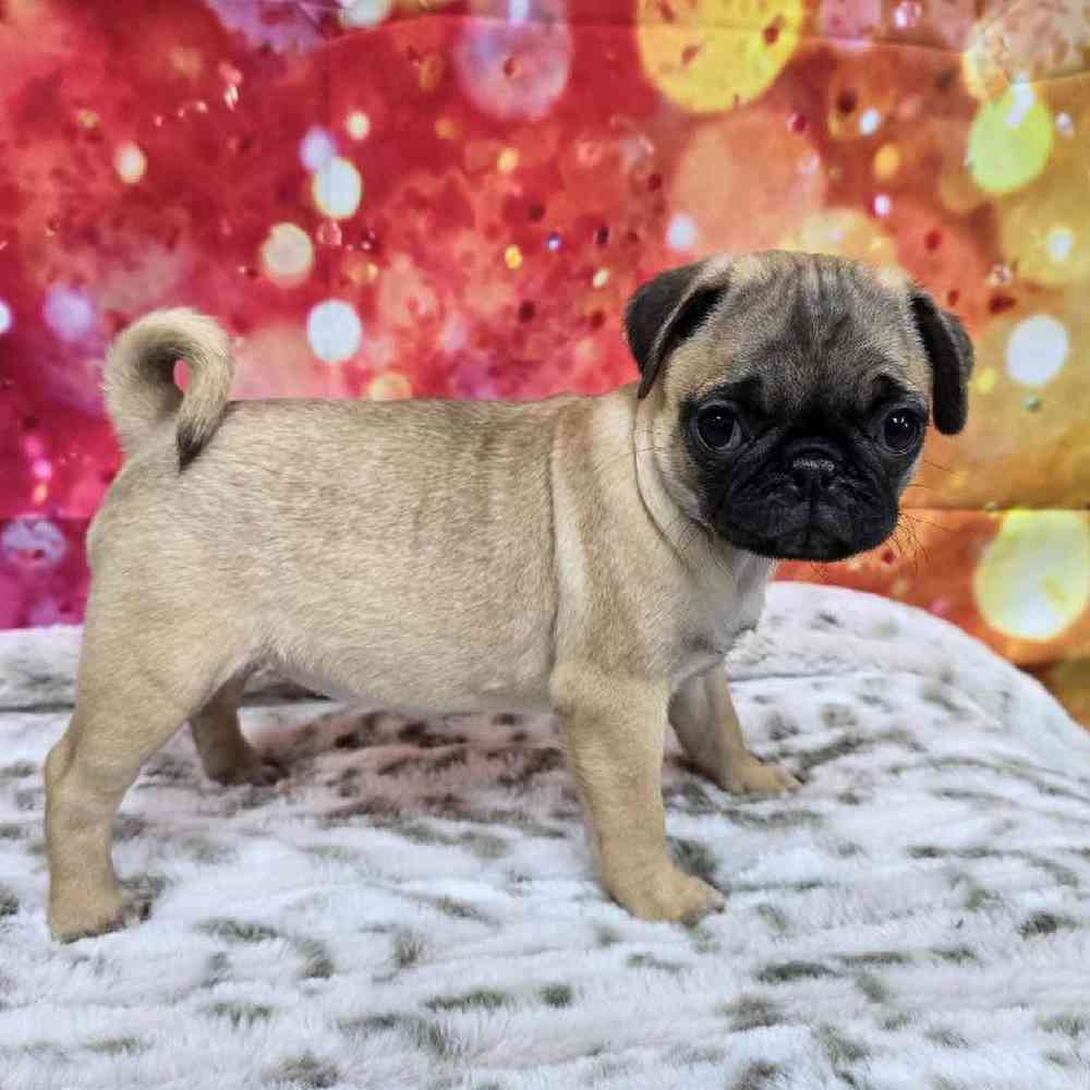 Female Pug Puppy for Sale in Virginia Beach, VA