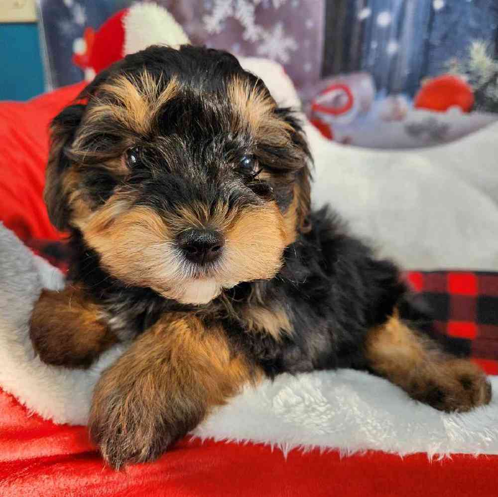 Male Morkie Puppy for Sale in Virginia Beach, VA