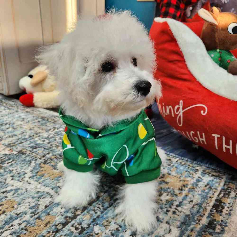Male Bichon Puppy for Sale in Virginia Beach, VA