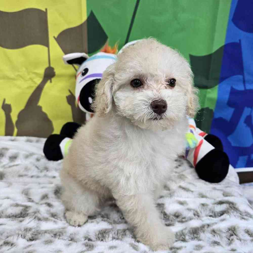 Female Poodle Toy Puppy for Sale in Virginia Beach, VA