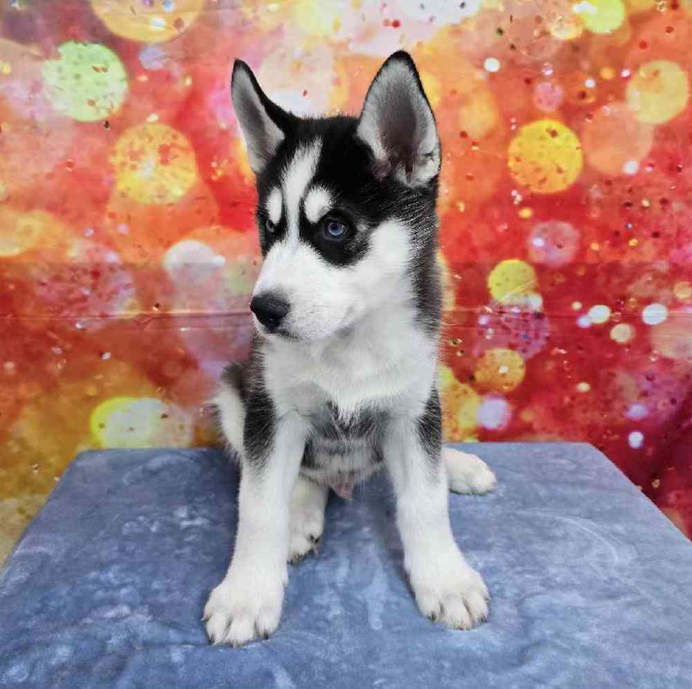 Male Siberian Husky Puppy for Sale in Virginia Beach, VA