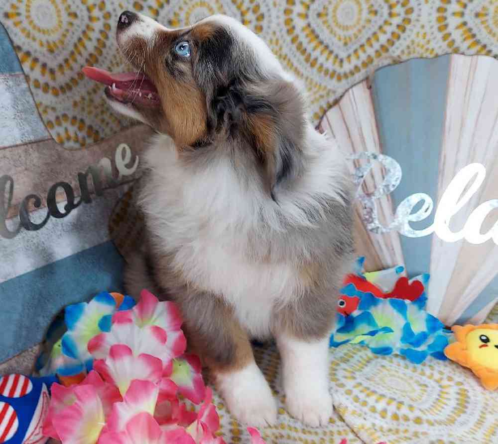 Female Mini Aussie Puppy for sale