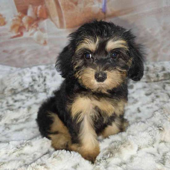 Yorkie-Poo