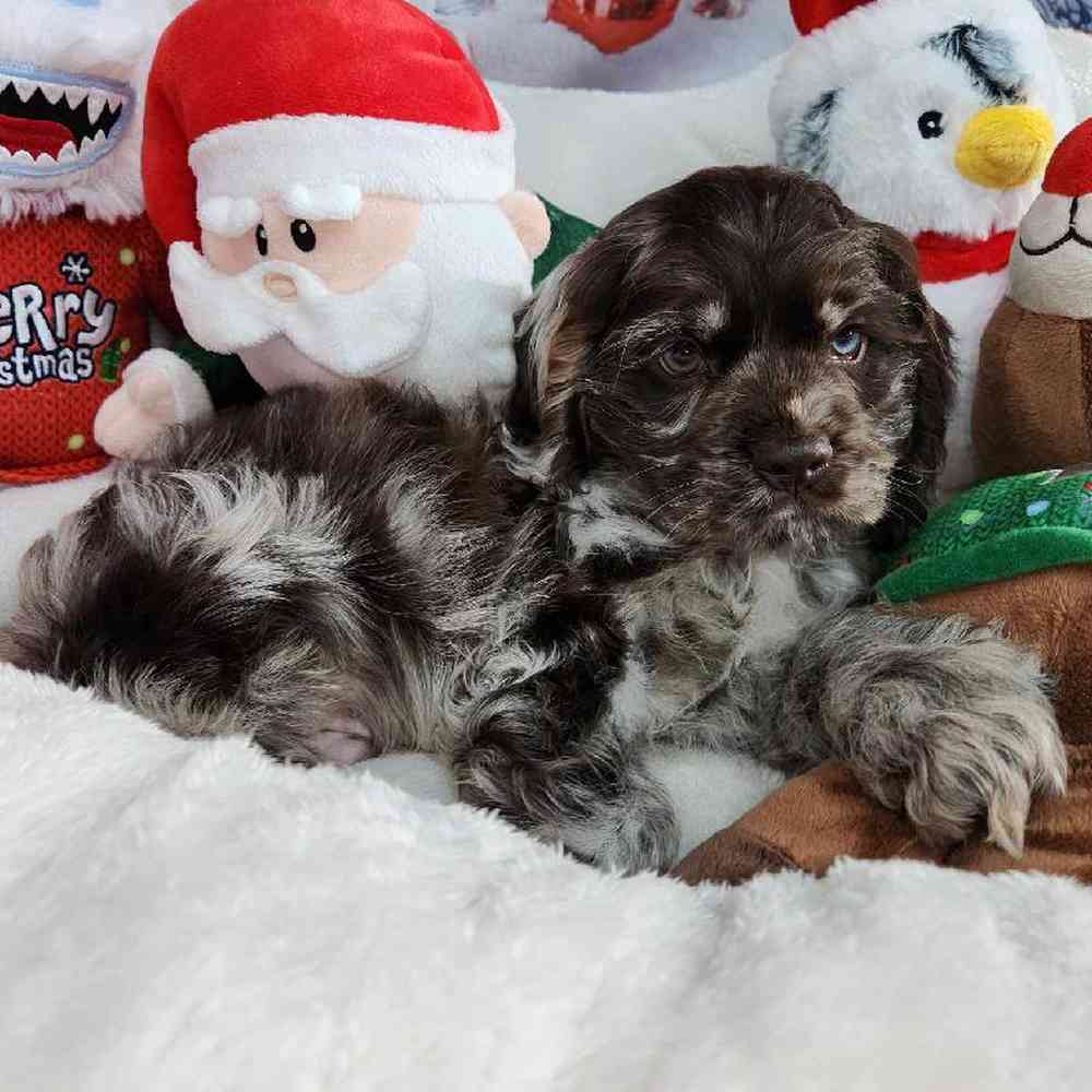 Male Cocker Spaniel Puppy for Sale in Virginia Beach, VA