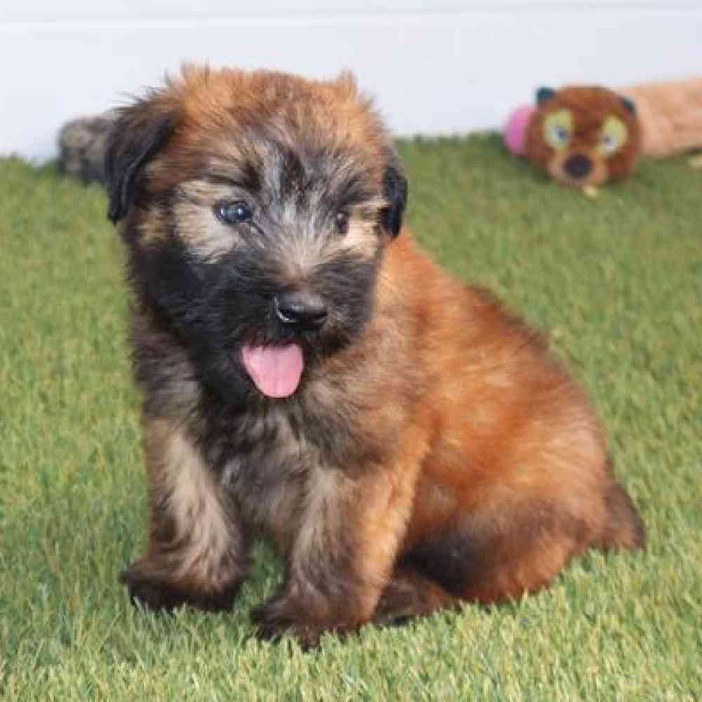 Male Soft Coated Wheaten Terrier Puppy for Sale in Virginia Beach, VA
