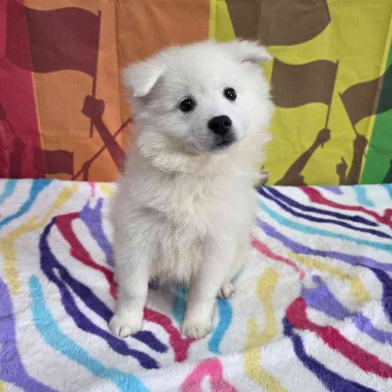 American Eskimo