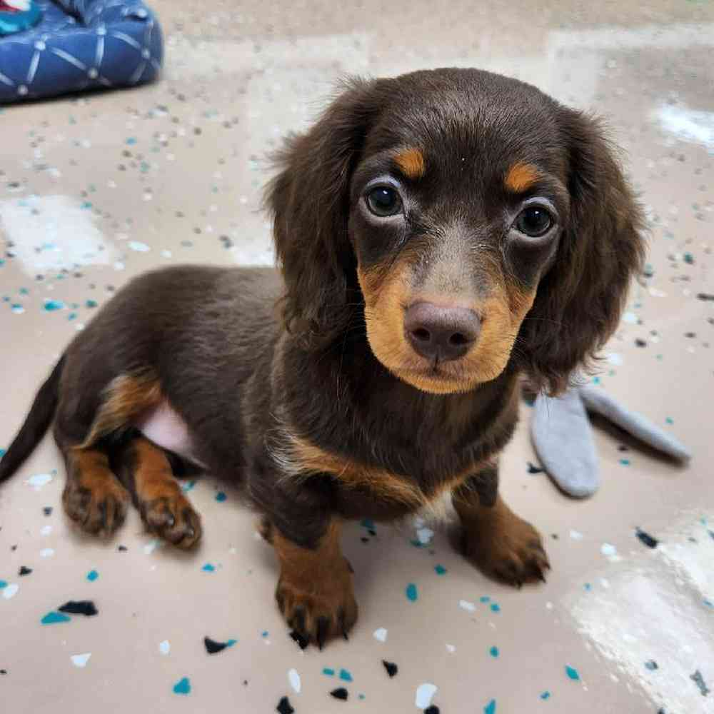 Female Dachshund Puppy for Sale in Virginia Beach, VA