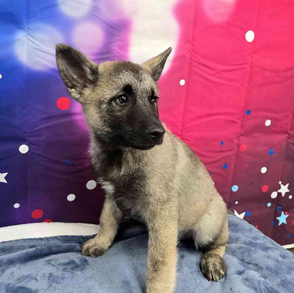 Male Norwegian Elkhound Puppy for Sale in Virginia Beach, VA