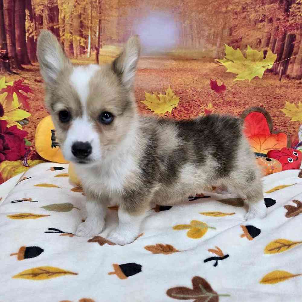 Male Pembroke Welsh Corgi Puppy for Sale in Virginia Beach, VA