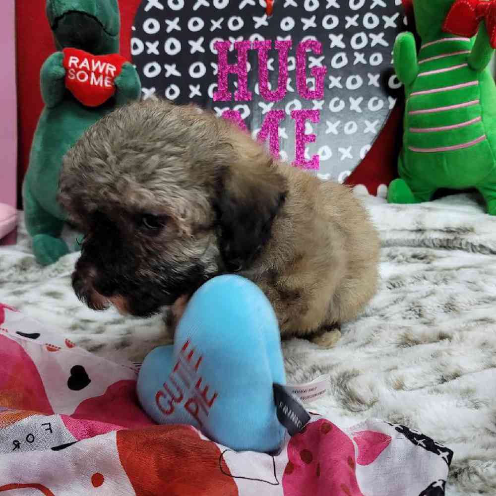 Female Bichonpoo Puppy for Sale in Virginia Beach, VA