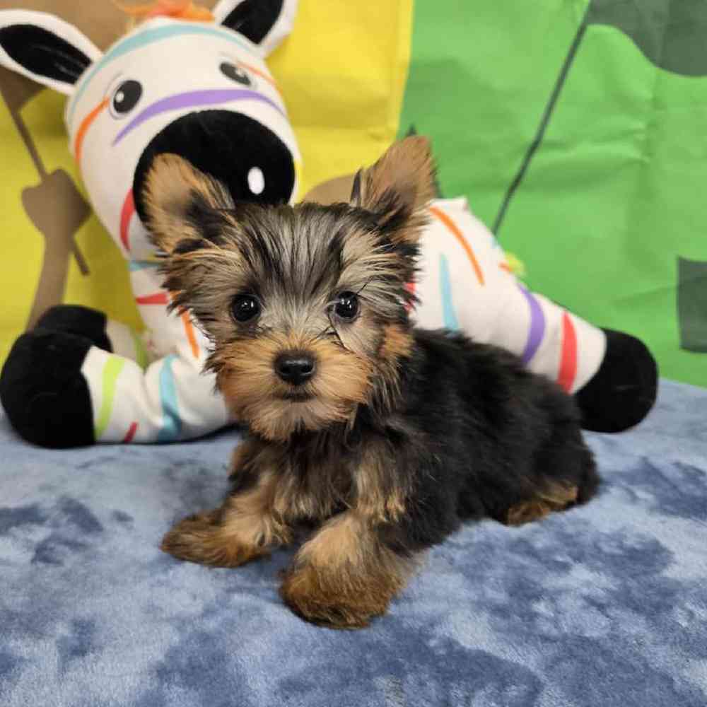 Male Yorkie Puppy for Sale in Virginia Beach, VA