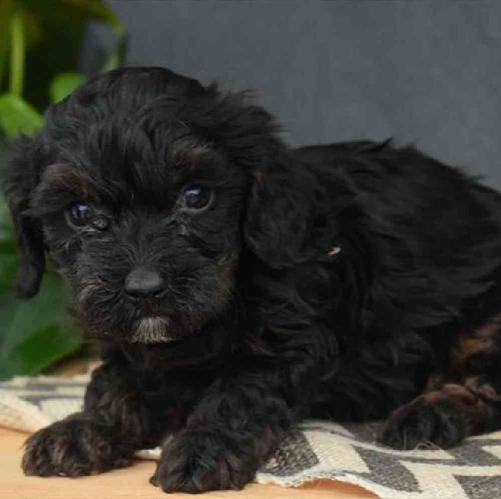 Male Dachshund-Cavalier King Charles Spaniel Puppy for sale