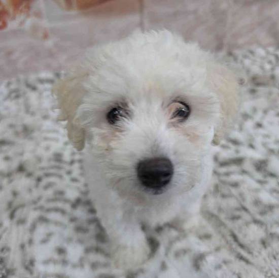 Bichon