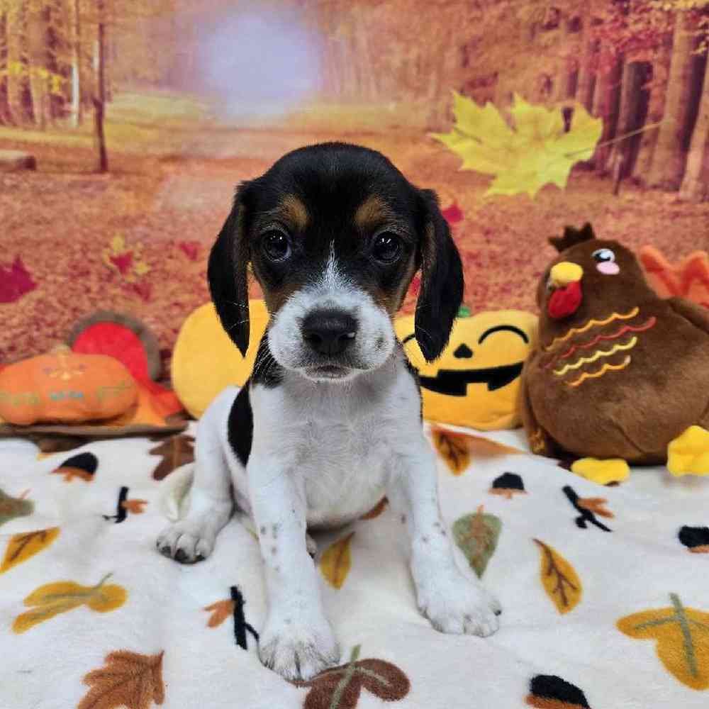 Male Beagle Puppy for Sale in Virginia Beach, VA