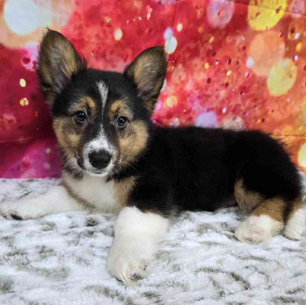 Male Pembroke Welsh Corgi Puppy for Sale in Virginia Beach, VA