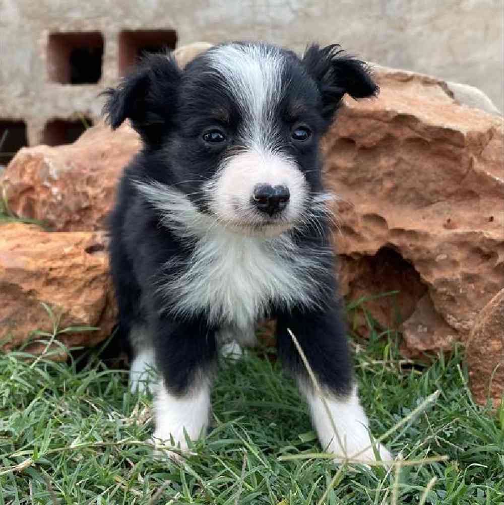Male Mini Aussie Puppy for sale
