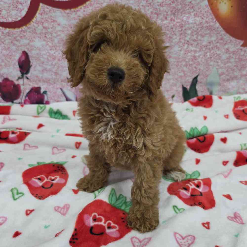 Female Mini Goldendoodle Puppy for Sale in Virginia Beach, VA
