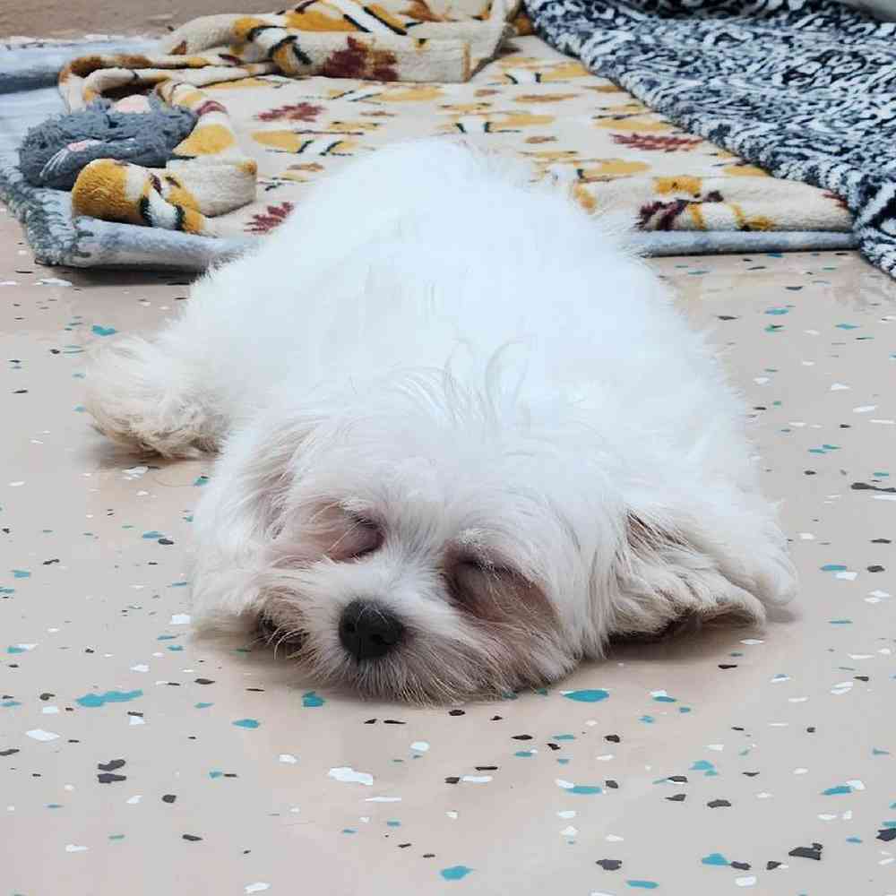 Male Maltese Puppy for Sale in Virginia Beach, VA