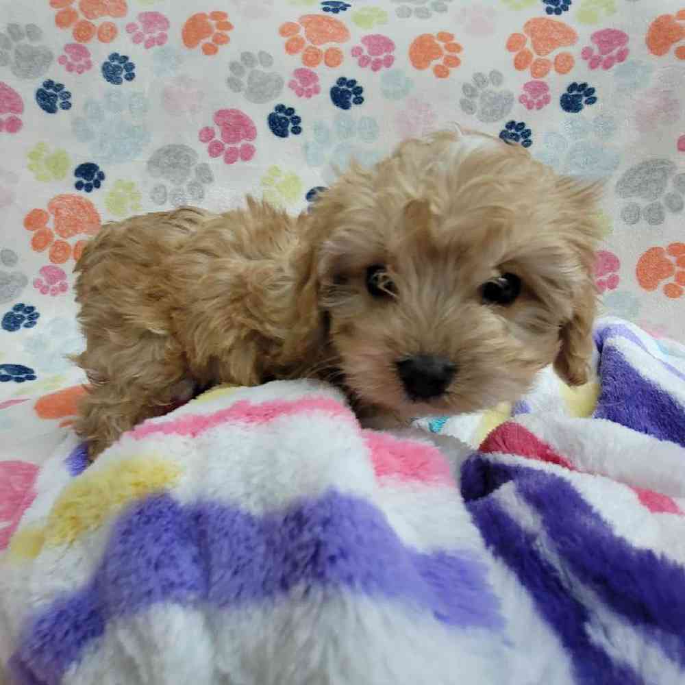 Male Cavapoo Puppy for Sale in Virginia Beach, VA