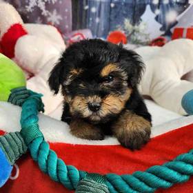 Morkie