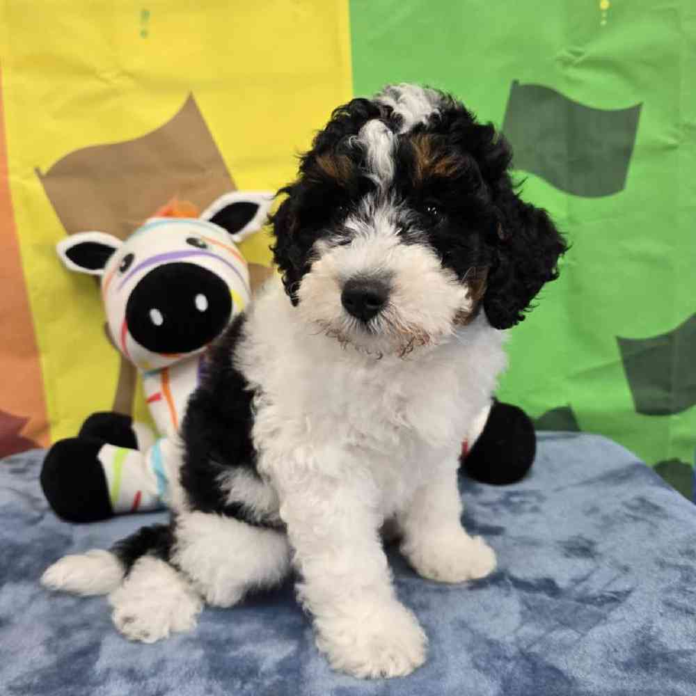 Male Mini Bernadoodle Puppy for Sale in Virginia Beach, VA