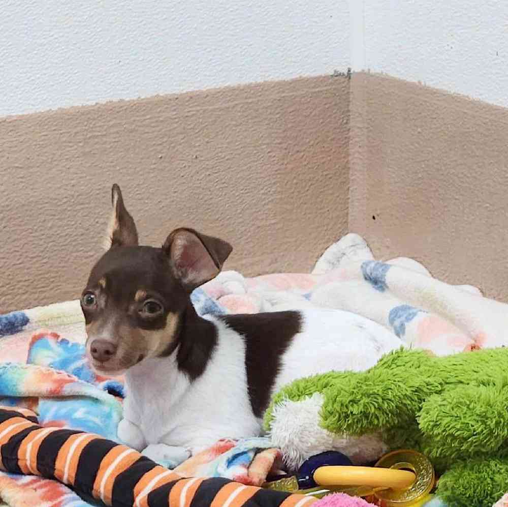 Male Rat-Chi Puppy for Sale in Virginia Beach, VA