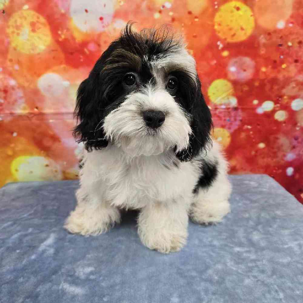 Female Cockapoo Puppy for Sale in Virginia Beach, VA