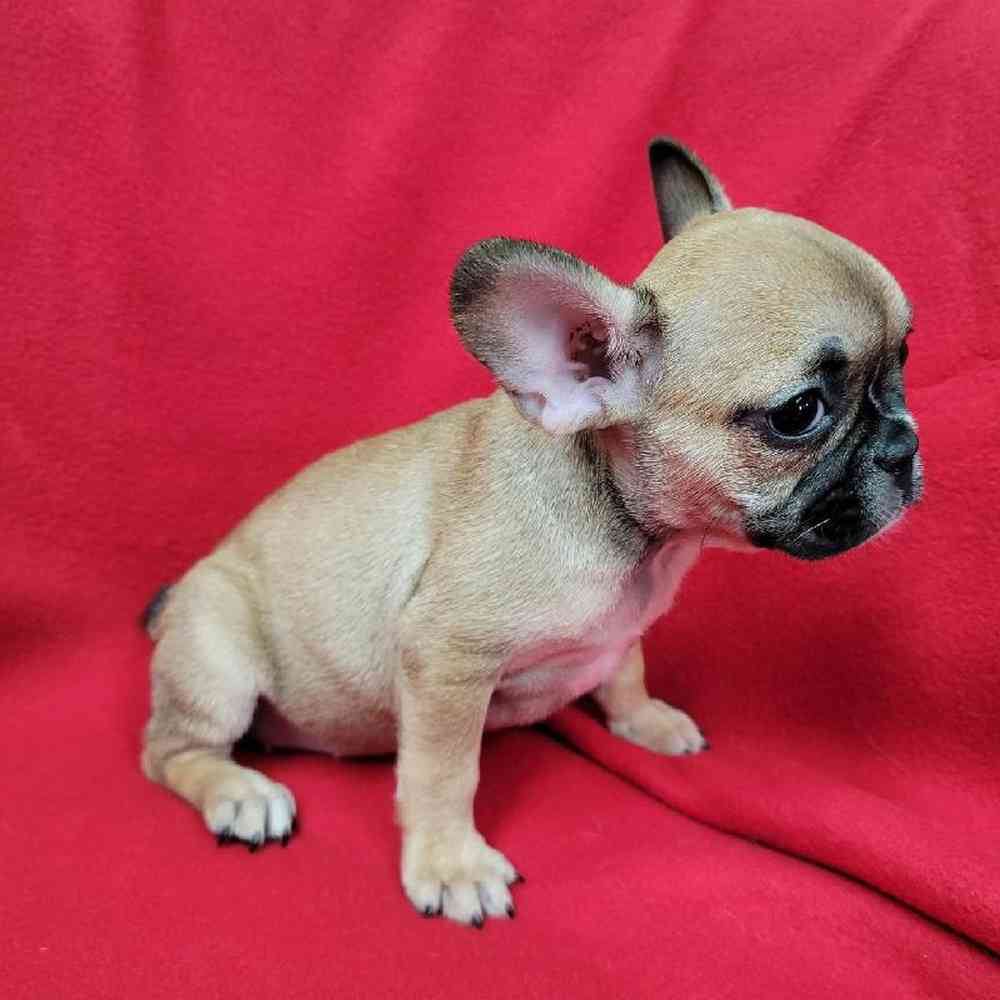 Female French Bulldog Puppy for Sale in Virginia Beach, VA
